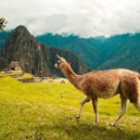 Volunteer in Peru