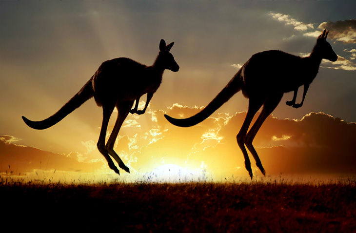 volunteer with kangaroos in Australia