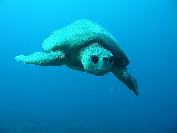 volunteer for sea turtles in Greece