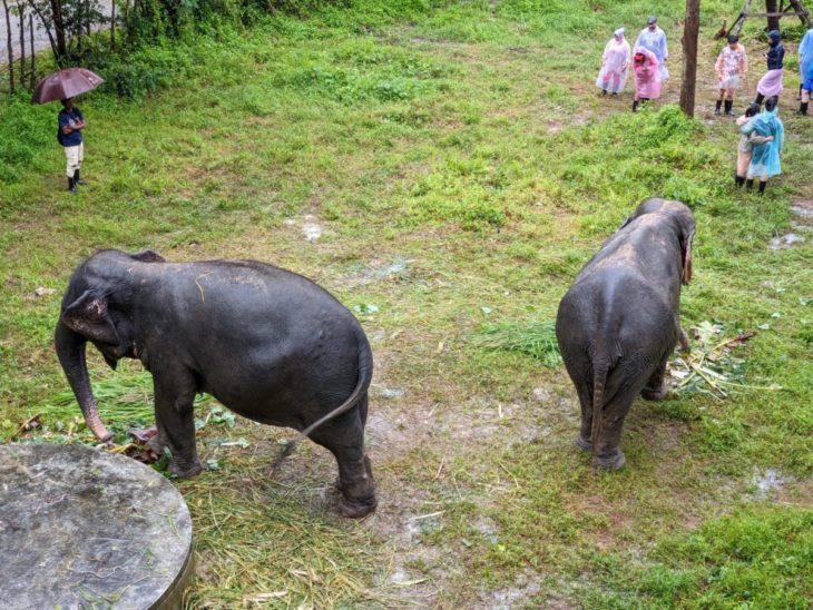 elephant conservation volunteer abroad