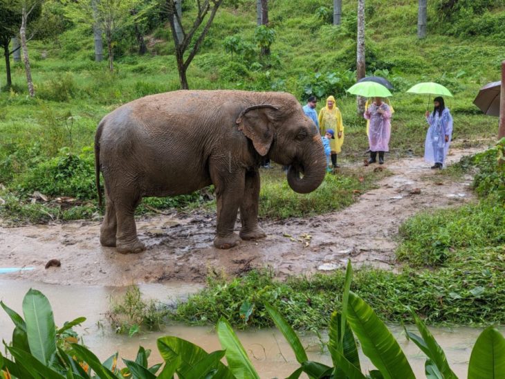 elephant conservation volunteering abroad