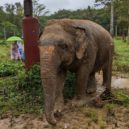 elephant conservation volunteer and elephant sanctuary volunteer programs