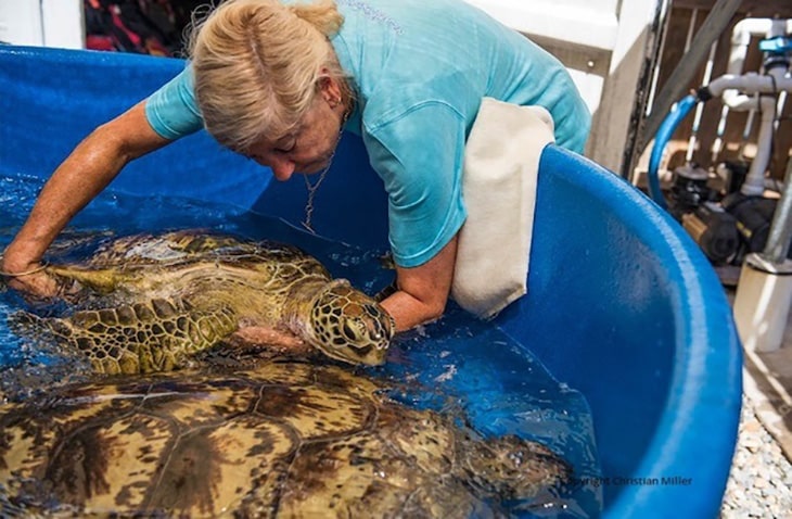 volunteer in Australia for sea turtles