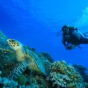 volunteer for sea turtles