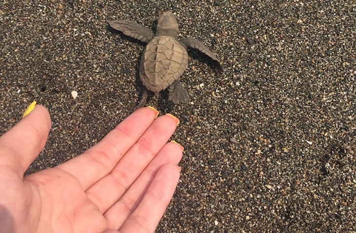 save sea turtles