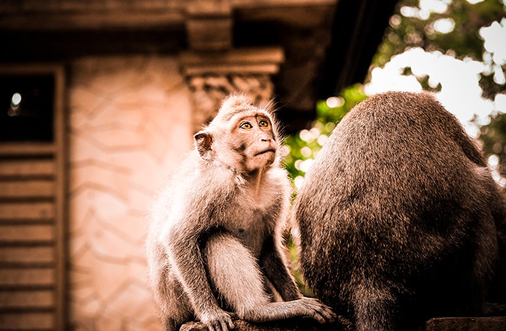 wildlife volunteering in Bali