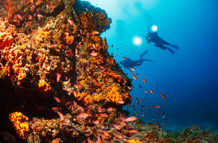 marine conservation volunteering in Fiji