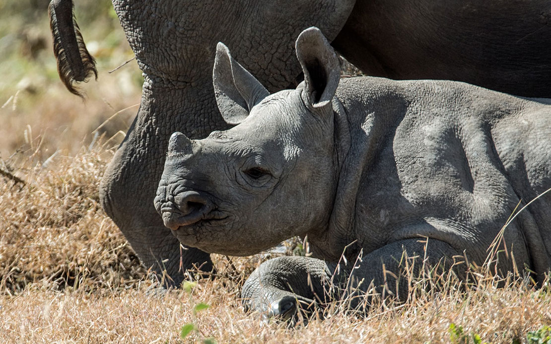 Volunteer Forever - Volunteer Abroad With Animals