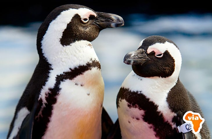 volunteer with penguins in South Africa