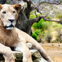 Volunteer Forever - The Big 5: Conserve and Protect Africa's Iconic Animals