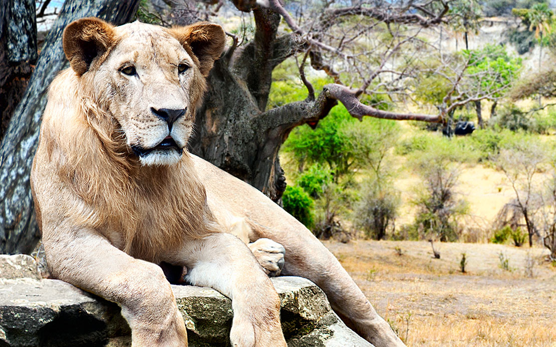 The Big 5: Conserve and Protect Africa's Iconic Animals | Volunteer Forever