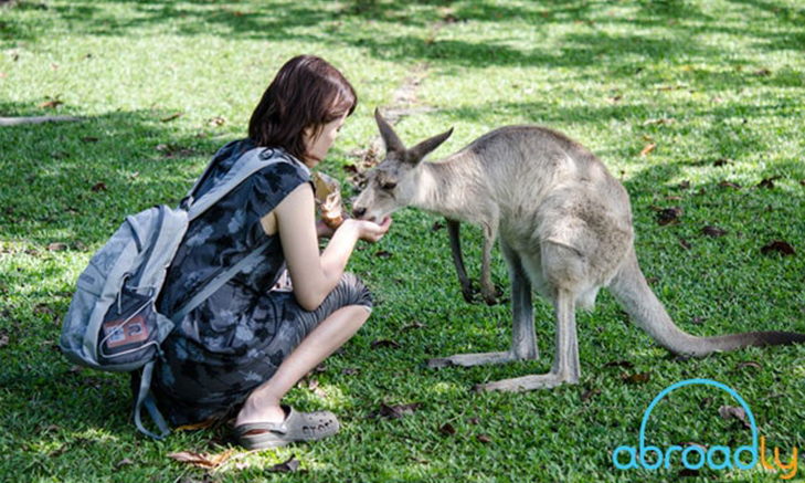 Abroadly_kangaroo The United States alone may send 20 million volunteer travelers on projects worldwide by the year 2020. The UK, the EU, Australia, and Canada also are seeing millions of its citizens travel for volunteer opportunities. Nearly all of these individual travelers are alone when they begin their journeys.