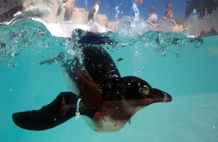 rescue penguins in South Africa