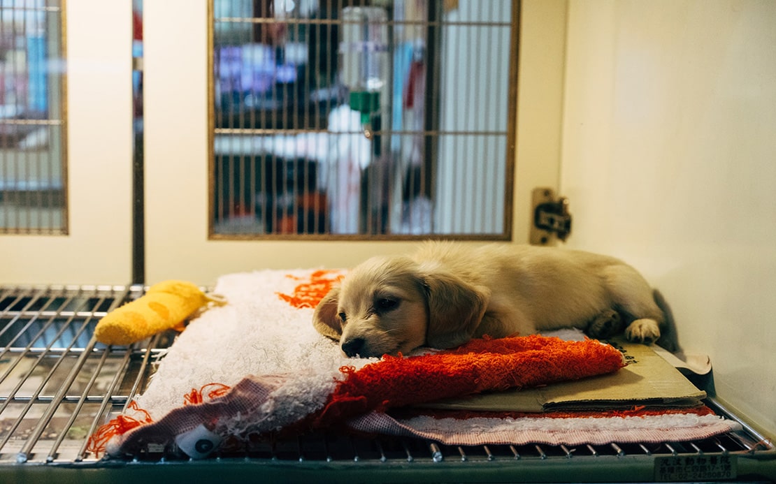 Volunteer Abroad: Dog Rescue and Dog Shelters | Volunteer Forever