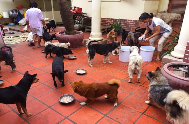 dog shelter volunteer in