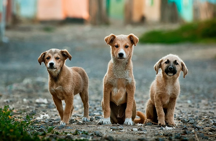 veterinary volunteer