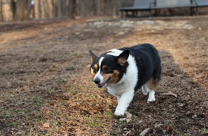 dog shelter volunteer