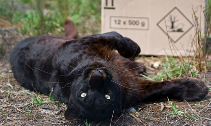 Big Cat Conservation