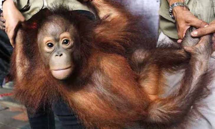 Volunteer Forever - Volunteer in Borneo & Malaysia