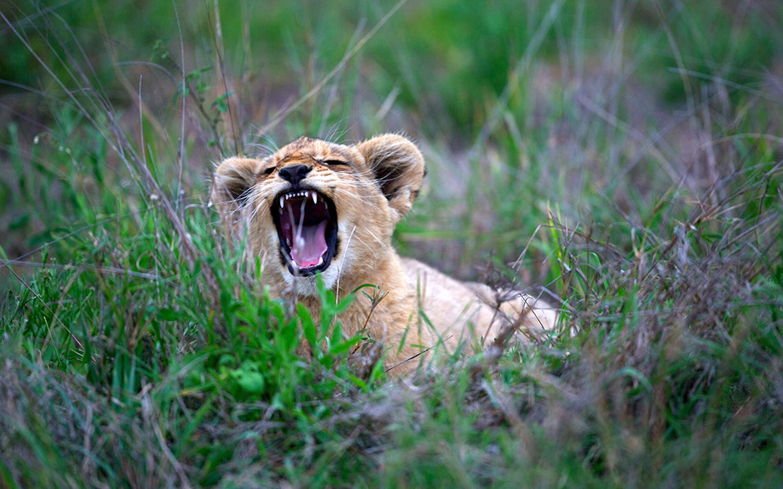 How Do Lions Grab Attention? They Roar Like Babies