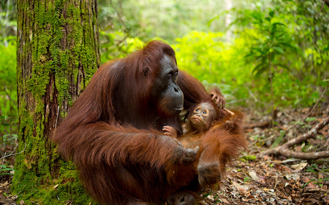 Volunteer Forever - Volunteer in Borneo & Malaysia