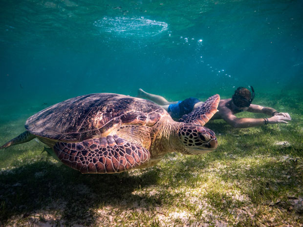 marine conservation volunteering in Australia