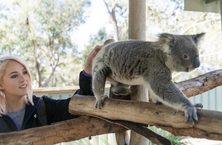 volunteer at koala sanctuary