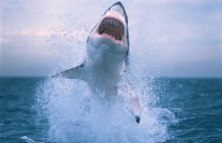 south-africa-great-white-shark-conservation-01 shark conservation volunteering