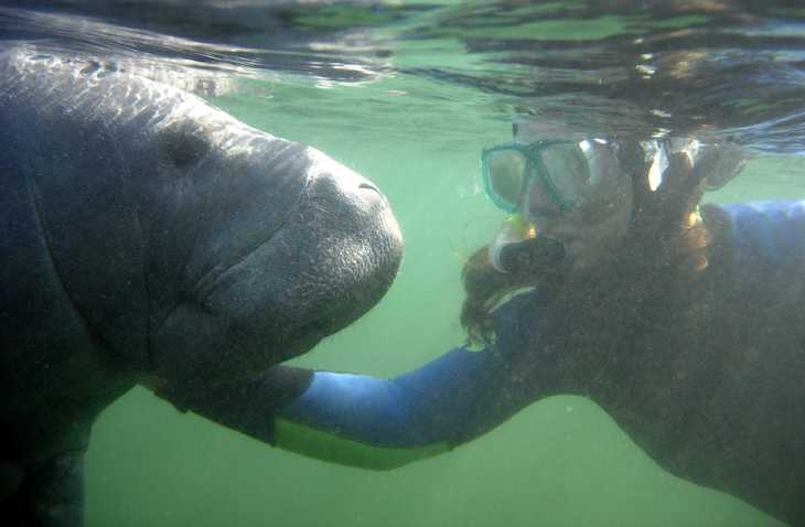 Wildlife, Marine Animal, Veterinary, & Conservation Volunteer Abroad - Global Nomadic