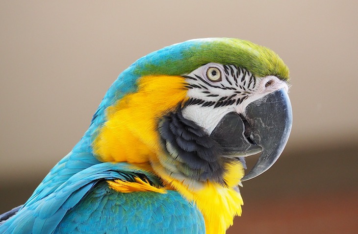 Wildlife, Marine Animal, Veterinary, & Conservation Volunteer Abroad