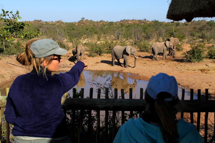 Volunteer with Elephants with Projects Abroad in Africa