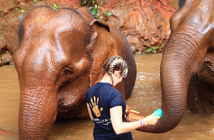 Wildlife, Marine Animal, Veterinary, & Conservation Volunteer Abroad - Reach Out Volunteers