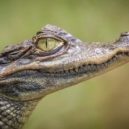 Volunteer Abroad with Reptiles