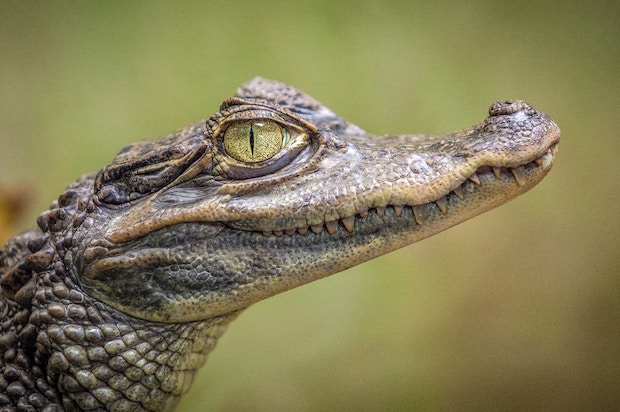 Volunteer Abroad with Reptiles