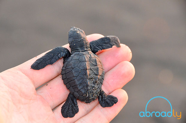 Winter break volunteer programs with Abroadly