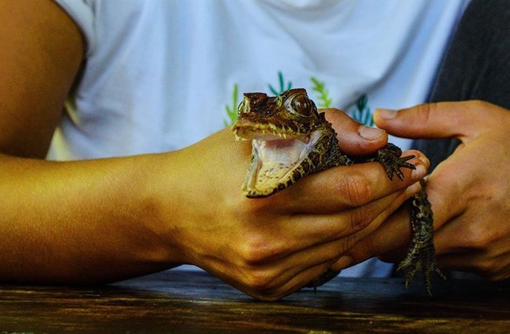 Jungle conservation volunteer programs with Maximo Nivel