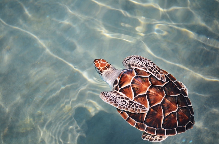 marine conservation volunteering in Australia