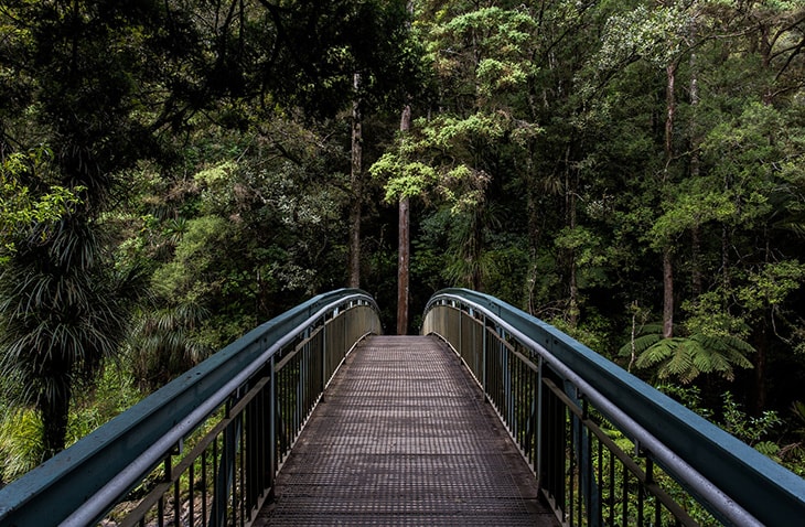 volunteer to plant trees in New Zealand