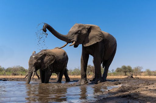 volunteer with elephants