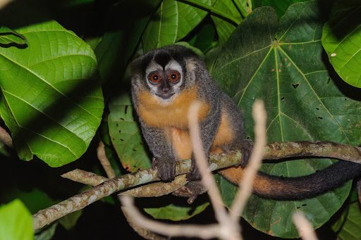 Azara's night monkey - Aotus azarae in Puerto Maldonado, Peru