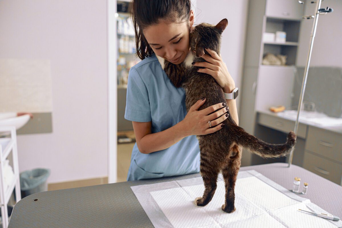 Veterinarian trainee in uniform embraces adorable tabby cat in modern clinic office VolunteerForever