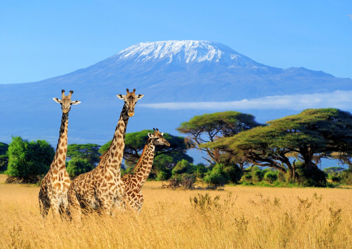 Three giraffe in National park of Kenya VolunteerForever